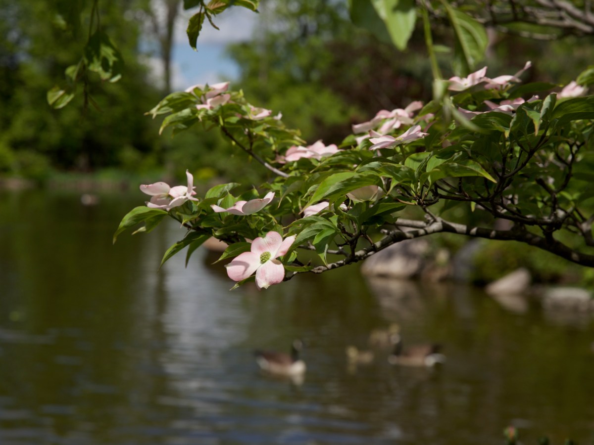 Anderson Japanese Gardens – 2024